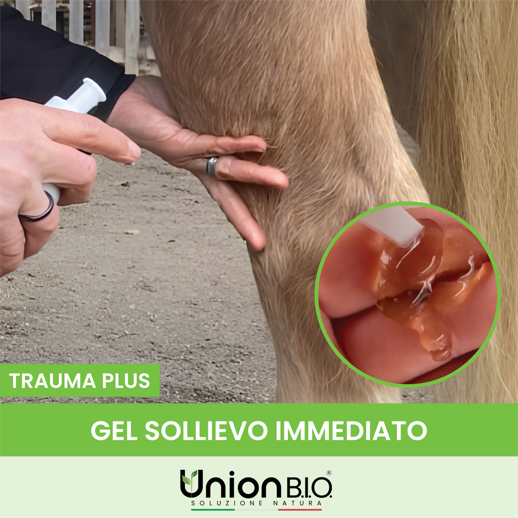 TraumaPlus Gel Union Bio – Gel Naturale ad Alta Concentrazione per Muscoli e Articolazioni (Cavalli e Cani) | Con Arnica e Artiglio del Diavolo